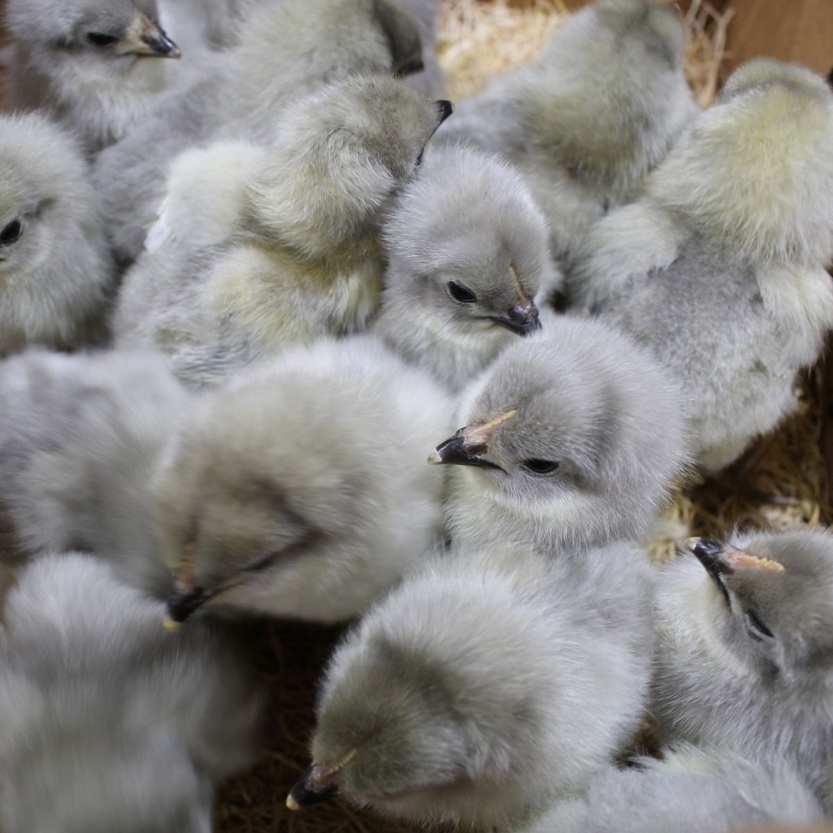 Chick Day @ Bluestem in Emporia, KS