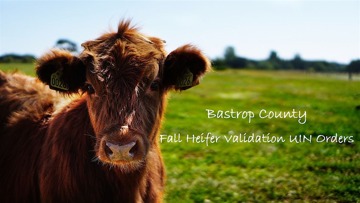2025-2026 Bastrop County Fall Heifer Validation