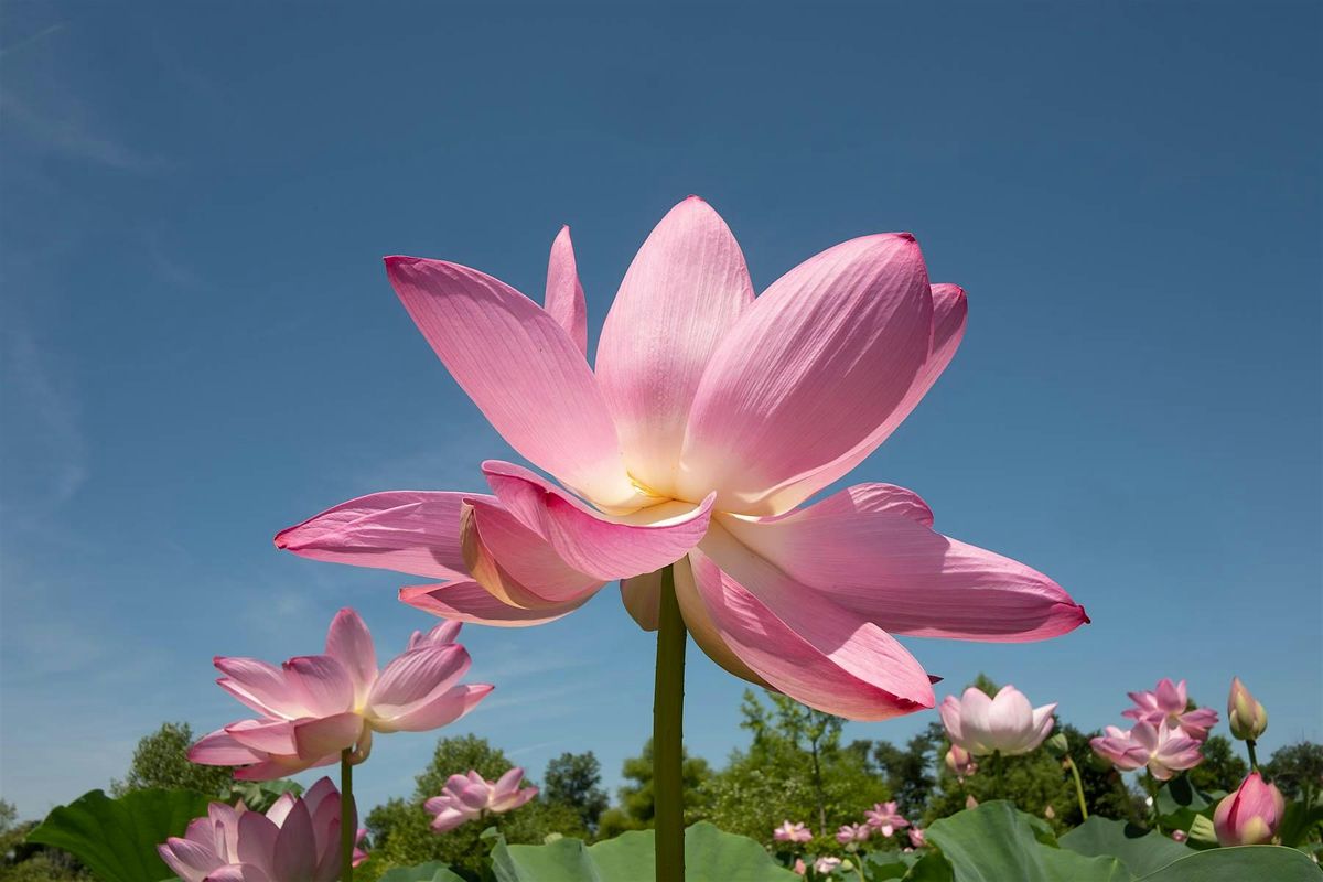 Mindful Walk and Nature Meditation w\/ Laura 8\/13 at 6pm