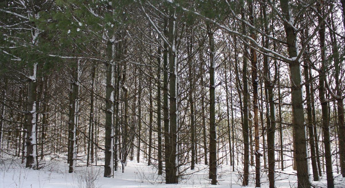 Winter Solstice Night Hike 