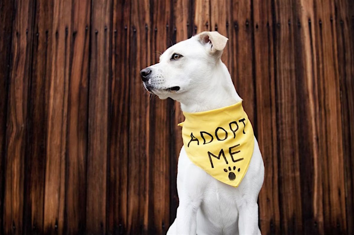 Dog Adoption at Beachside Restaurant & Bar