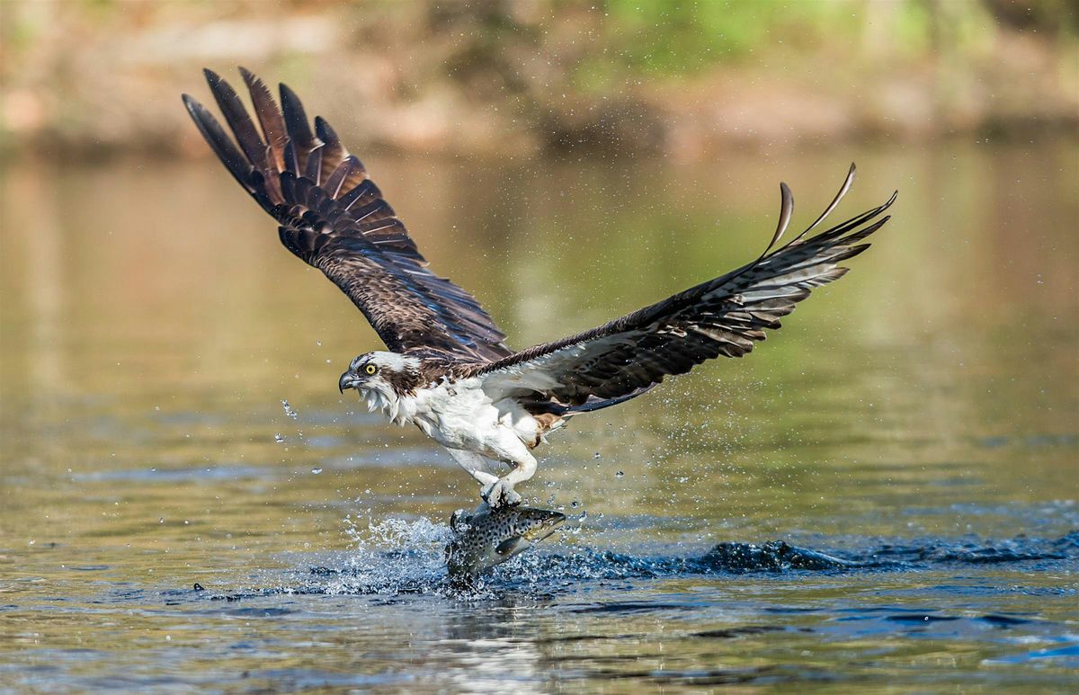 Ospreys in the Chesapeake Bay Watershed with Joanie  Millward