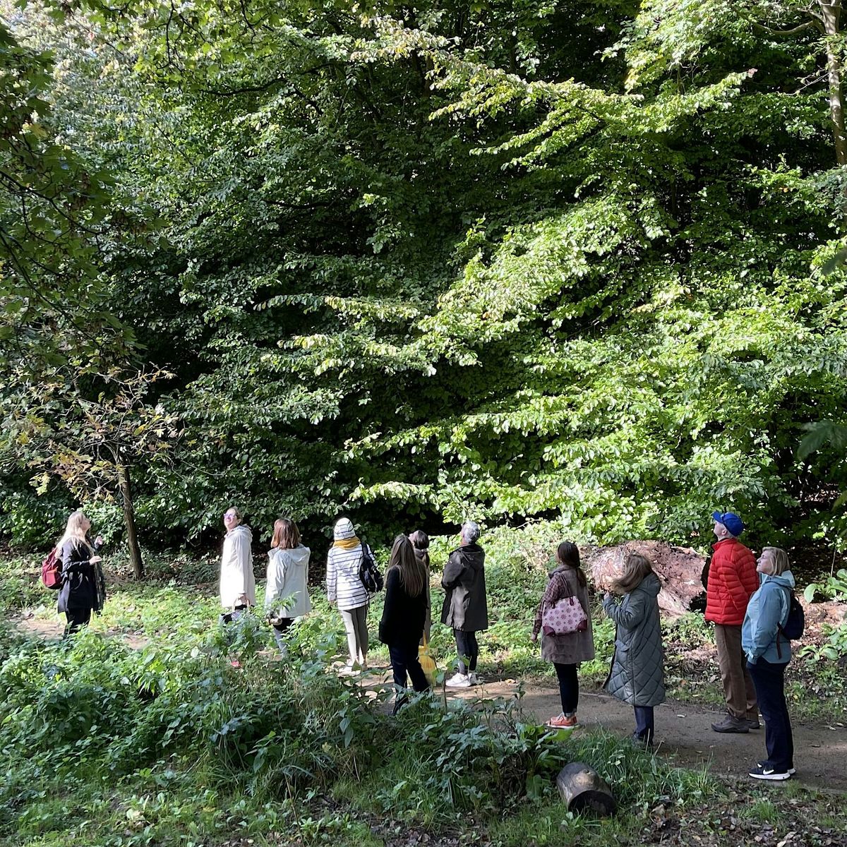 Forest Bathing