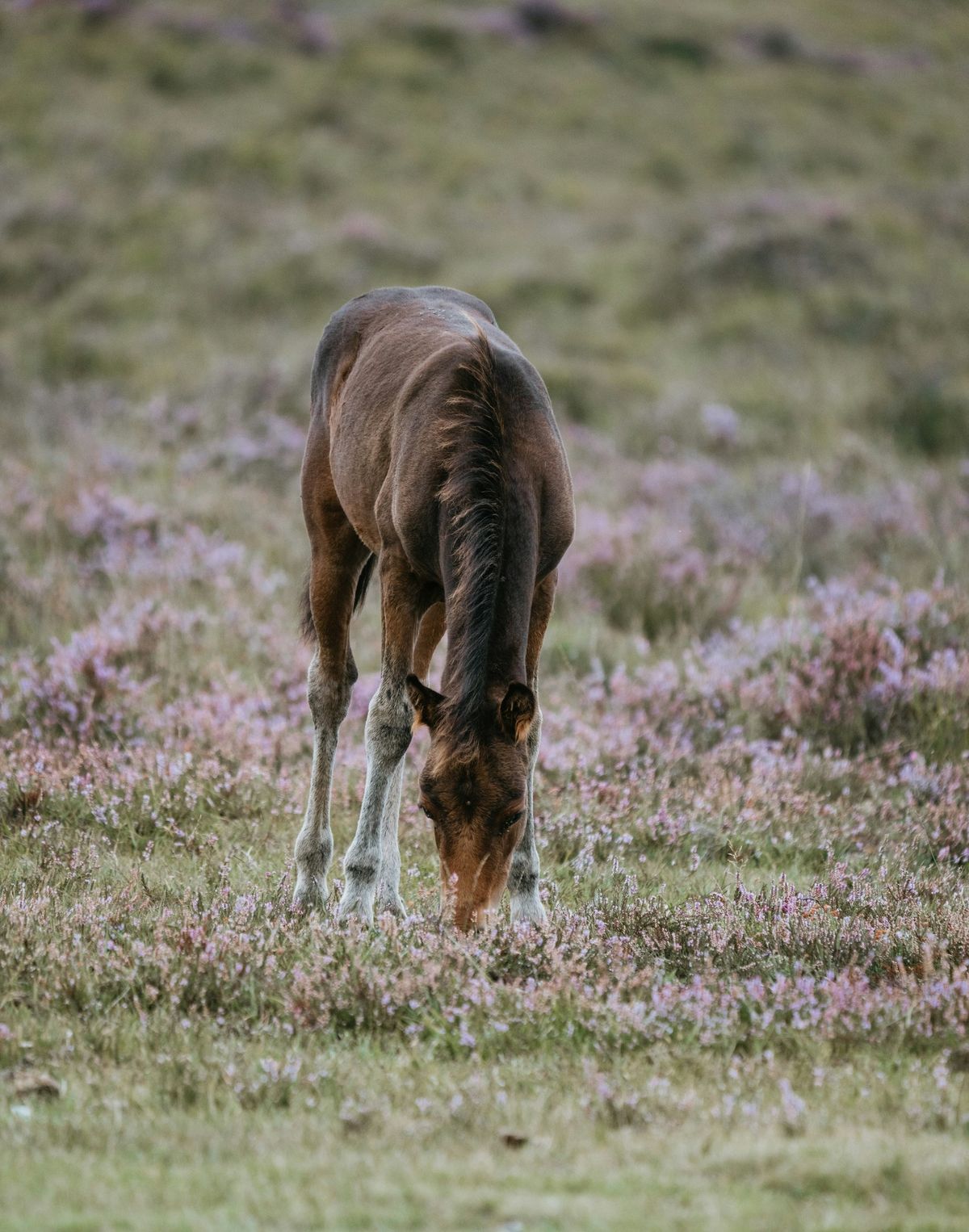 Lunging & Groundwork