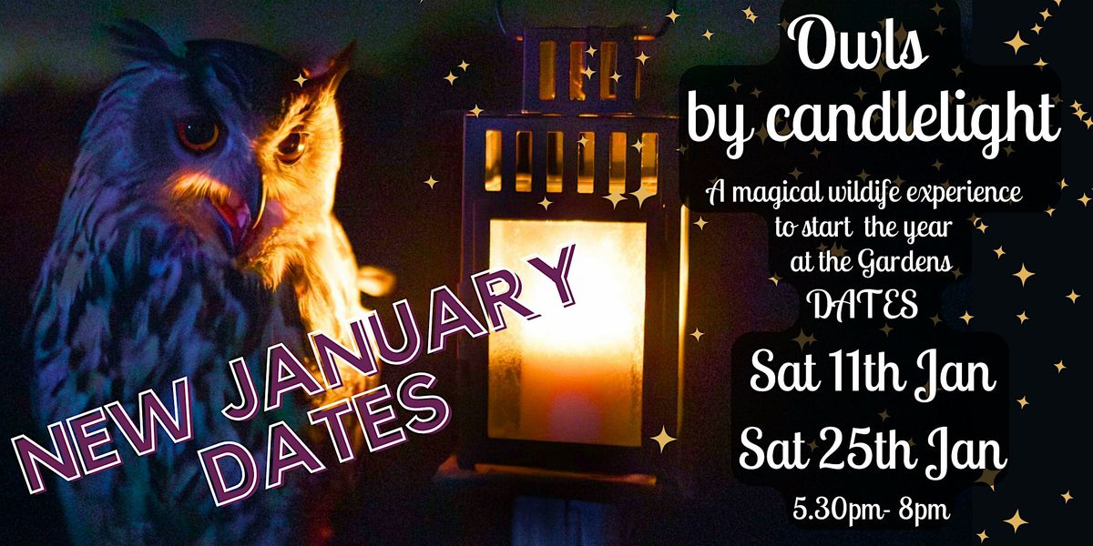 Owls by Candlelight:  January 2025