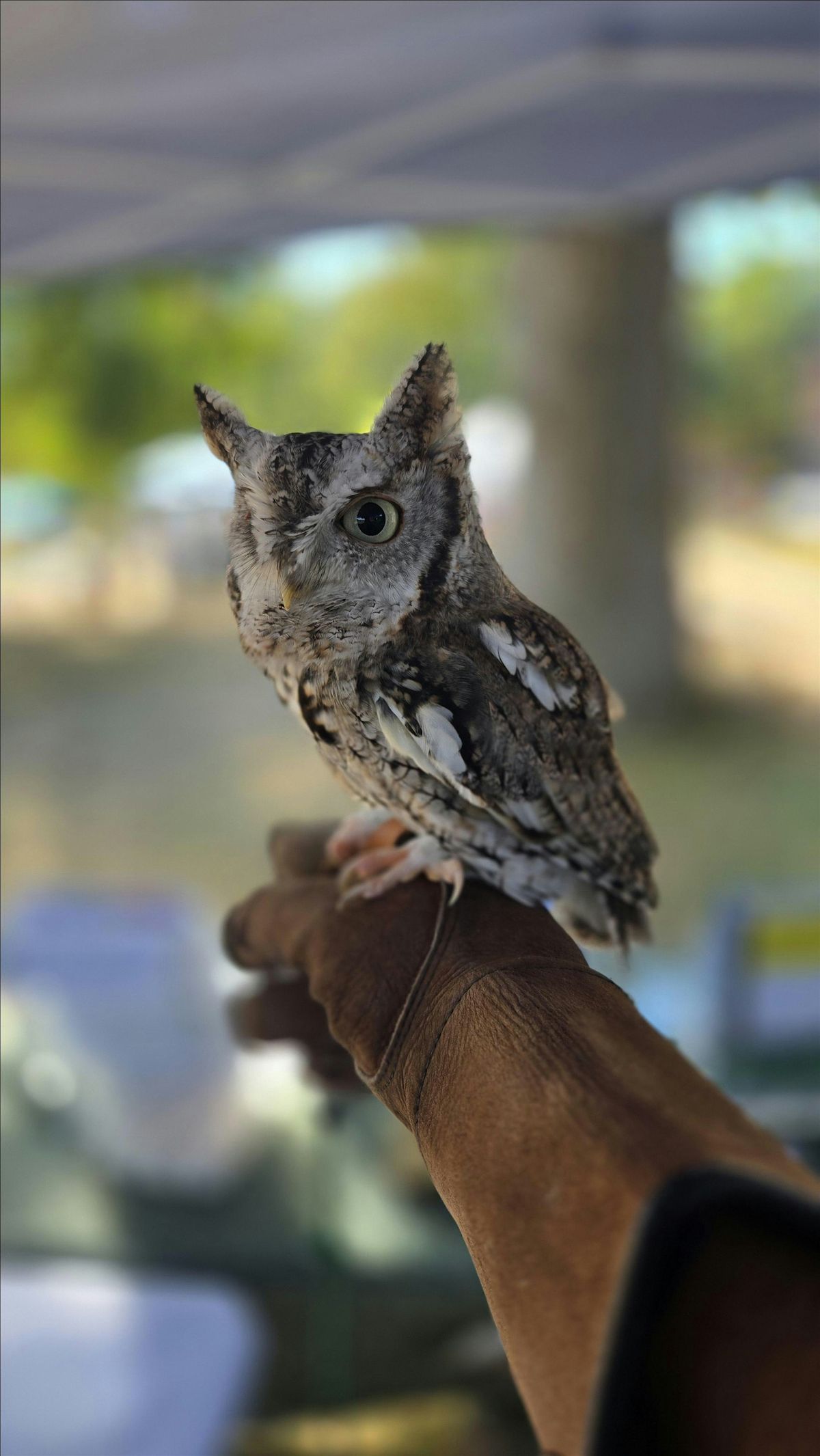 Superb Owls!: Tiny Tots (Ages 3-5 years old), $4 per child upon arrival