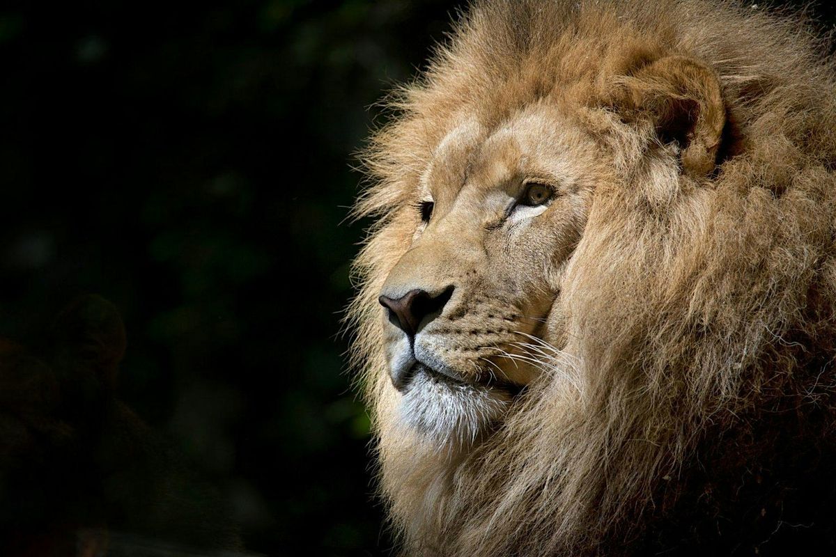 The Lion's Roar Foundation Weekend (8-9 November 2025)