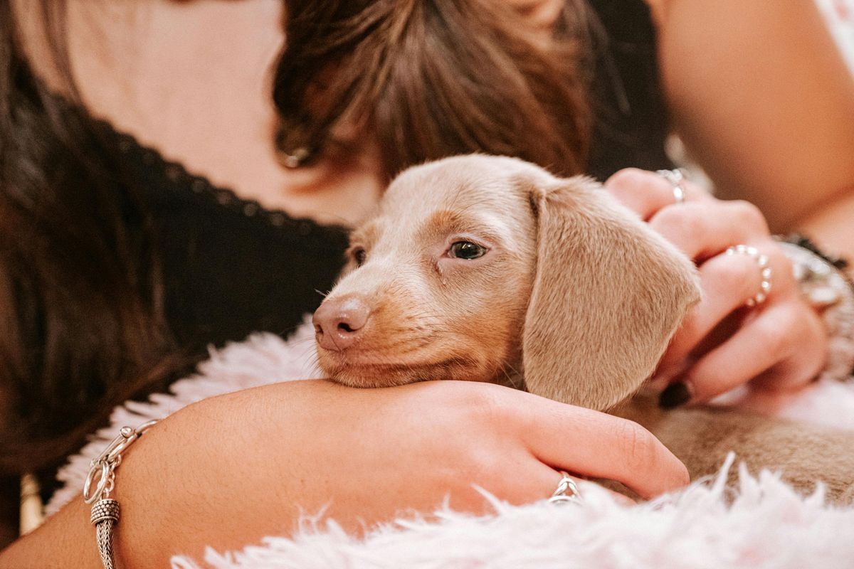 Puppy Yoga and Brunch!