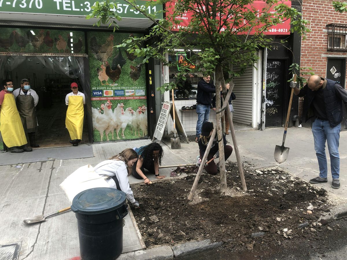 Street Tree Care w\/ North Brooklyn Open Streets Community Coalition