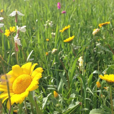 Pushing Up The Daisies