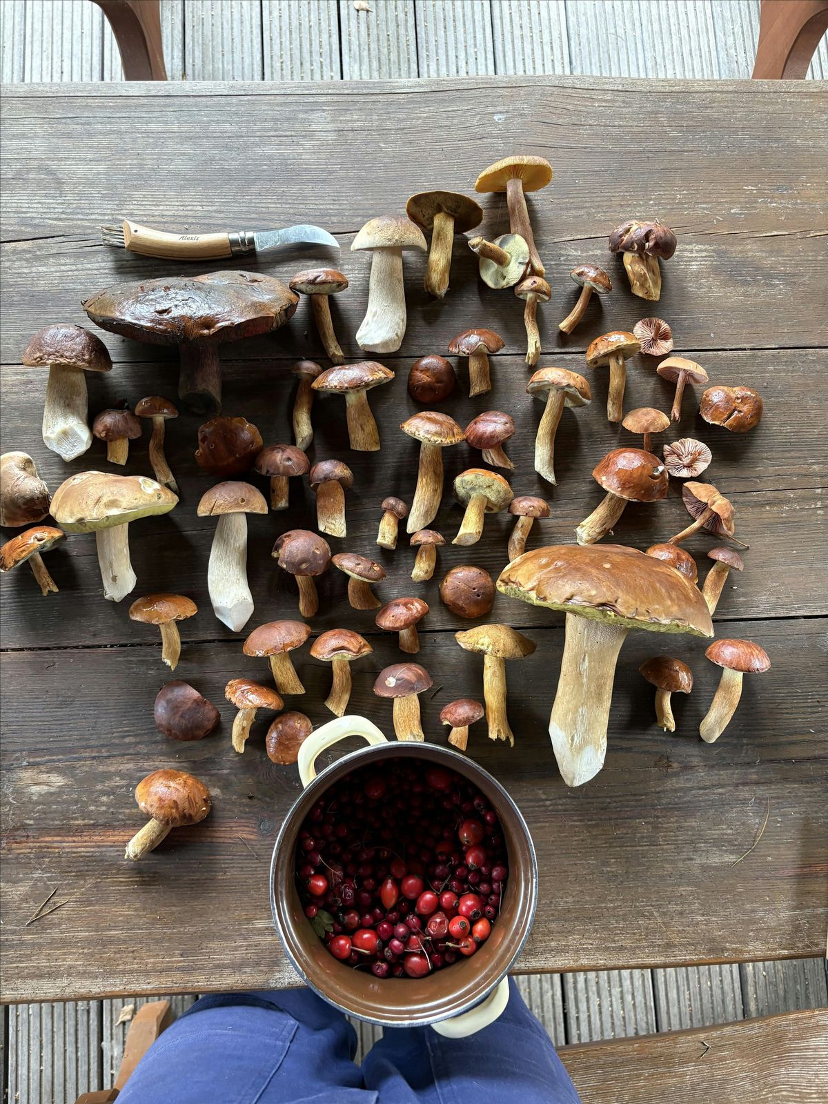 Mushroom & Ecology Walk