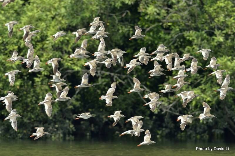 Birdwatching at Sungei Buloh Wetland Reserve