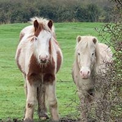 Essex Horse and Pony Protection Society