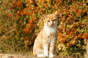 Tales of Tails: Kammi Cat\u2019s Terrible Night
