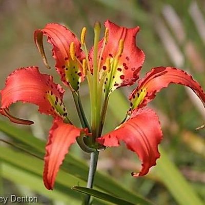 Florida Native Plant Society - Pine Lily Chapter