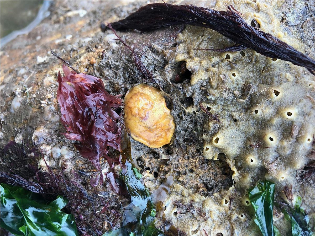 Rockpool Safari - Boggle Hole