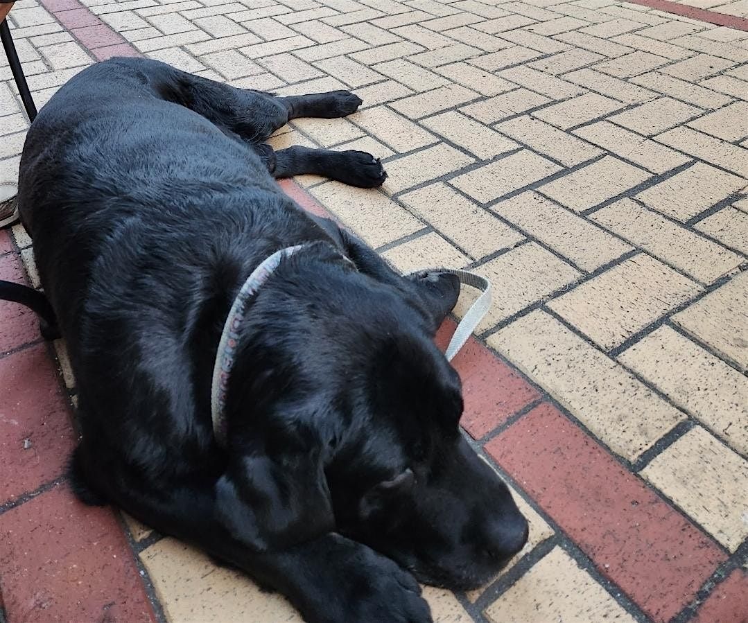 Downtown Dog!