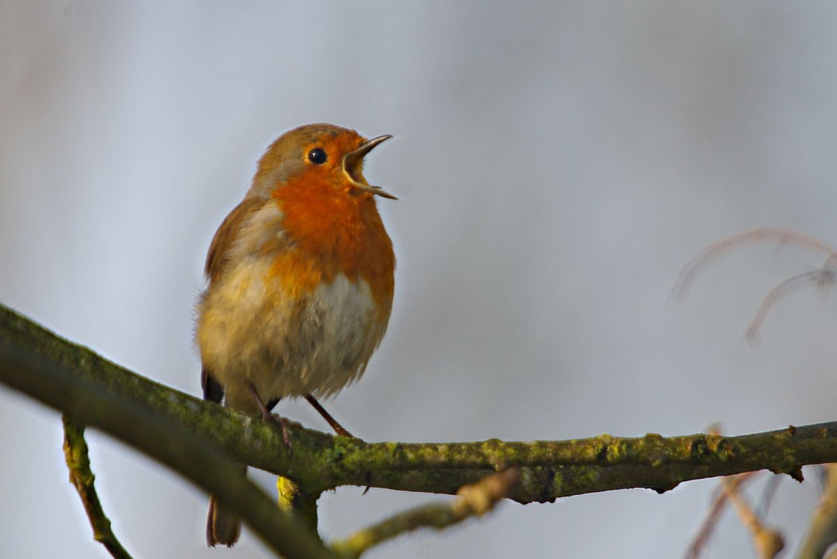 Langdon Winter Wildlife Walk 