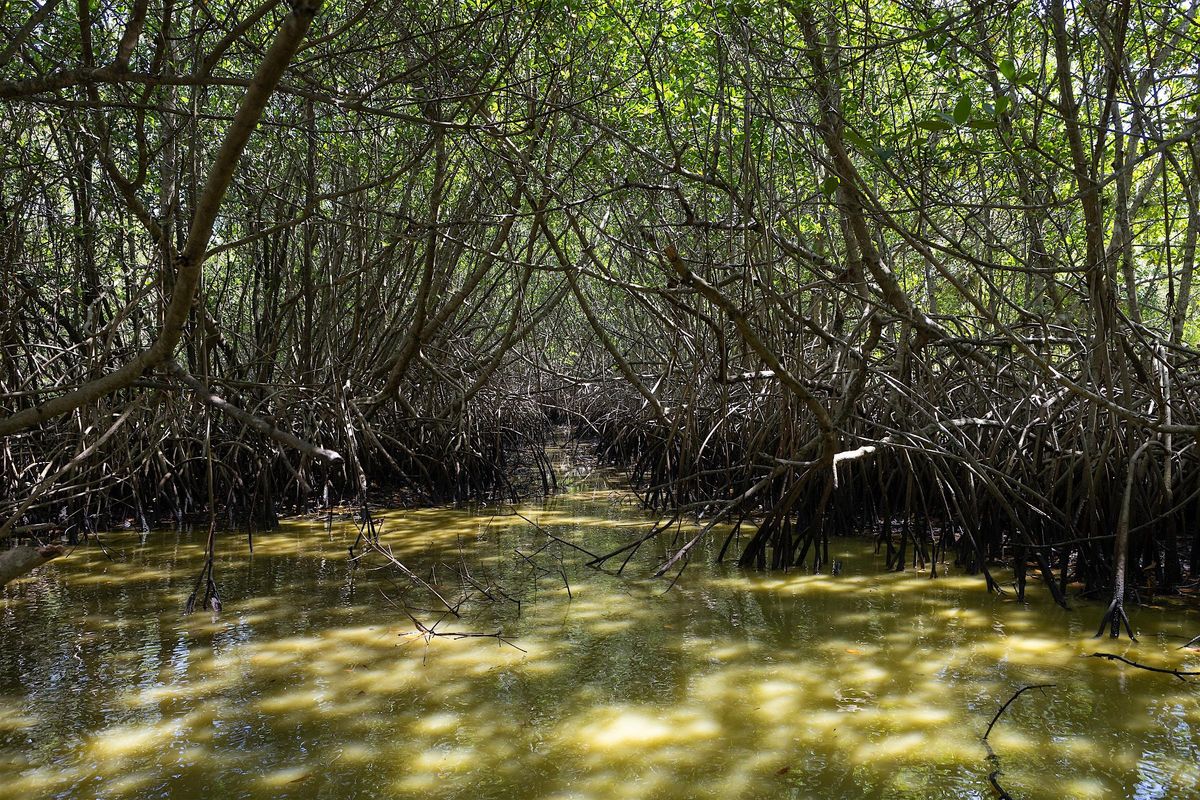 03-18-2025: Mangrove Trees