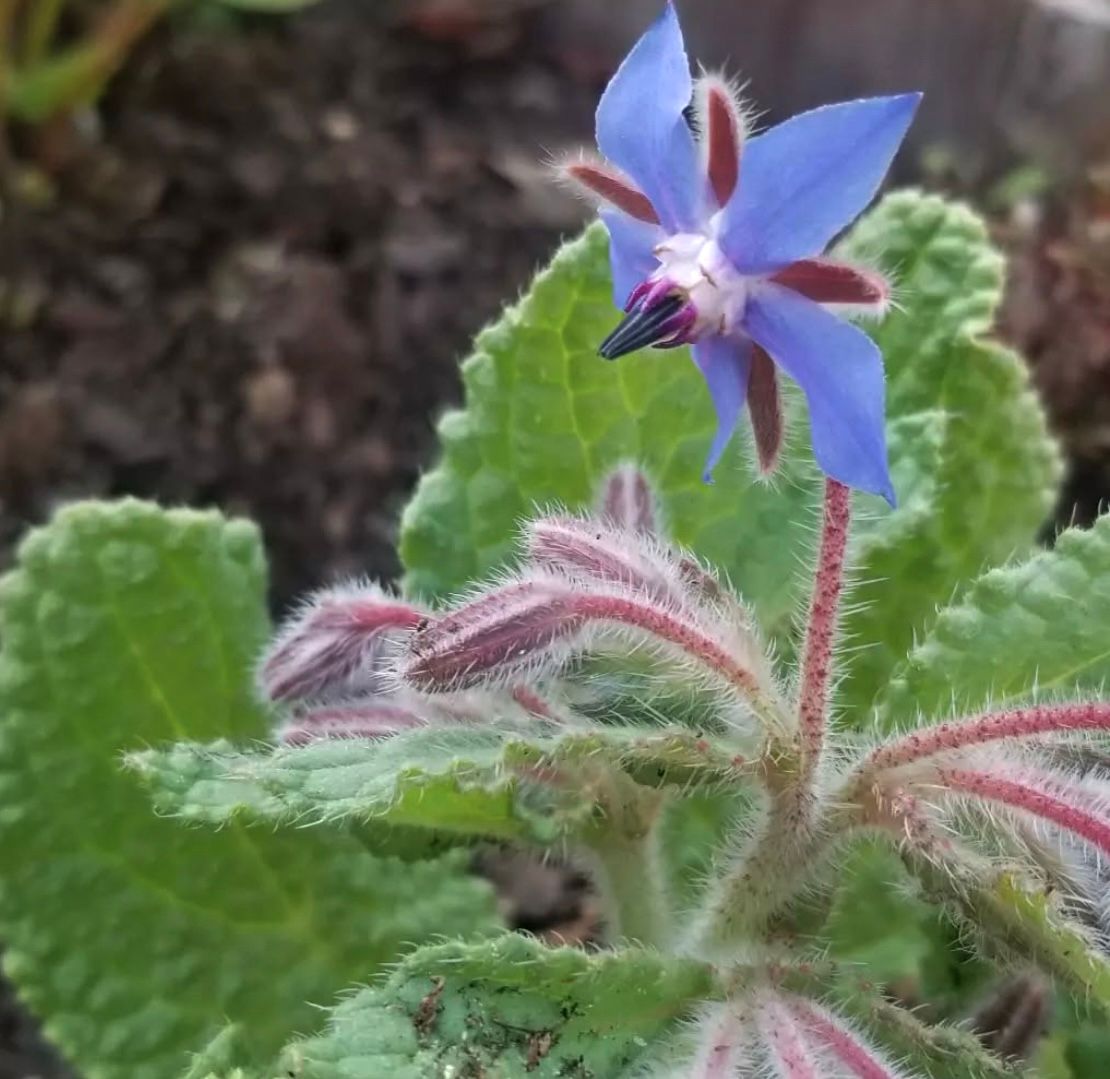 10th Annual Spring Plant Sale with Roots Medicine Gardens.