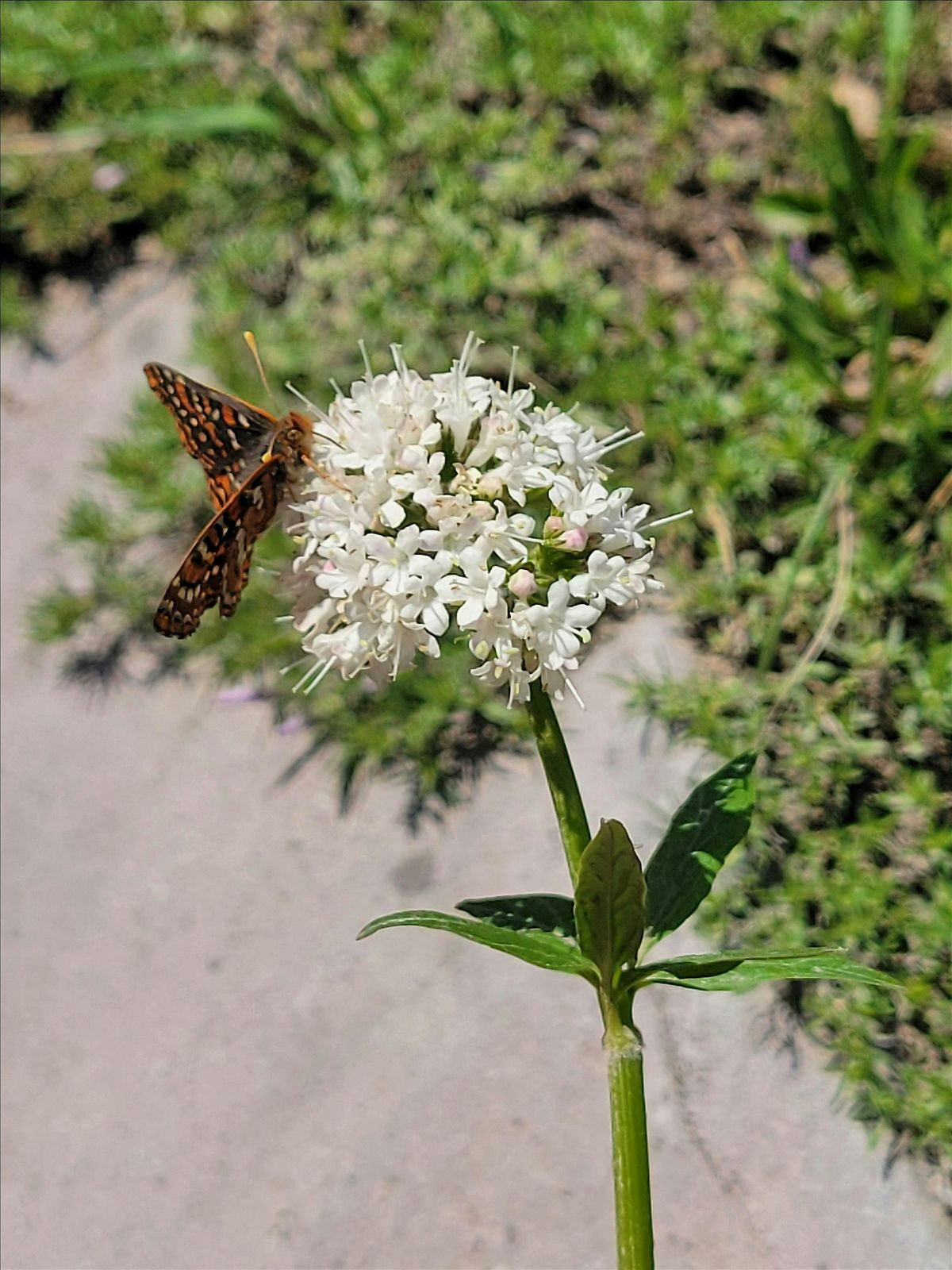 Pollinator Garden workshop for Daisies and Juniors!