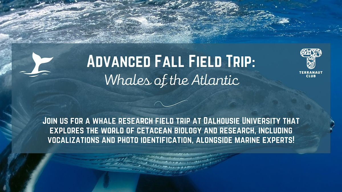 Advanced Field Trip: Whales of the Altantic