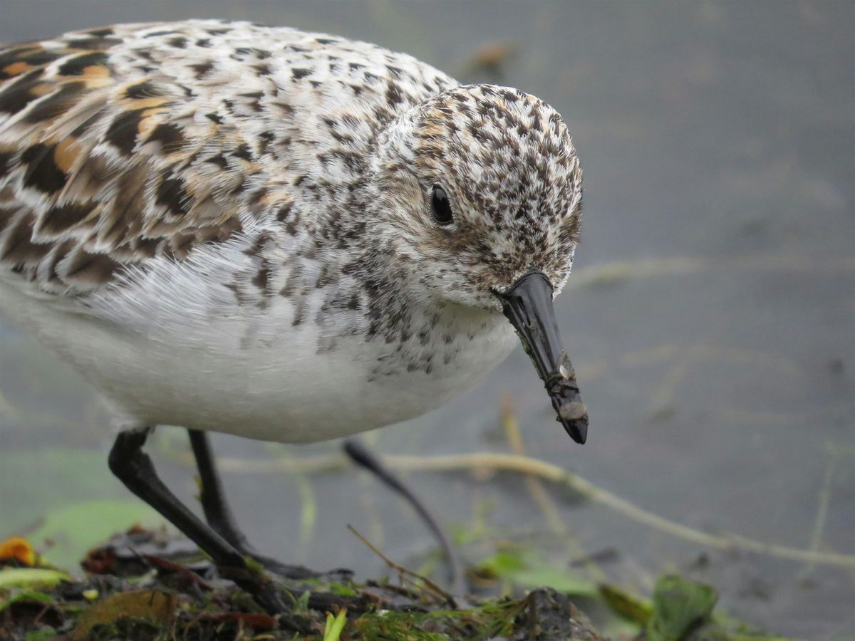 Birding at Semiahmoo Spit