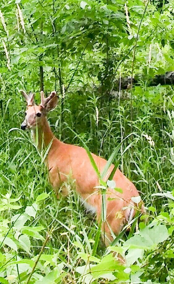 100 Years of Deer