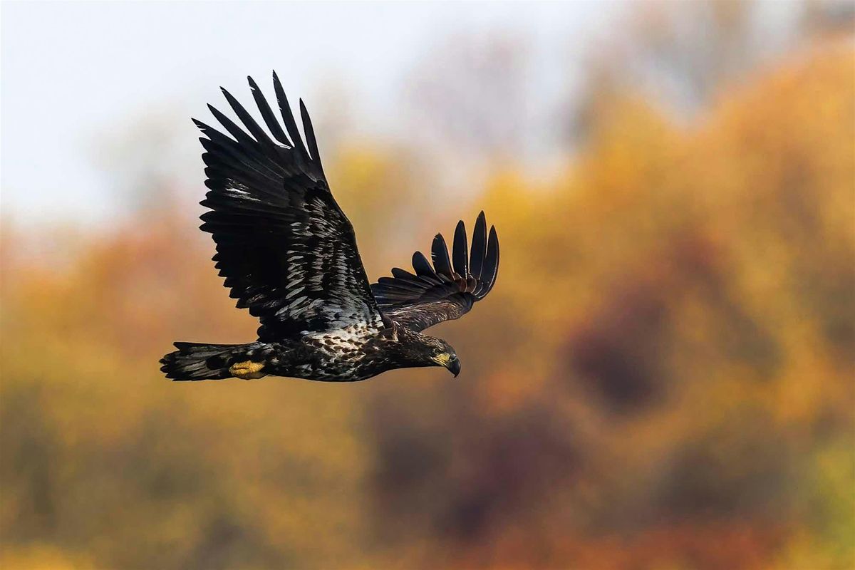 Photography Eagle Watch at Conowingo Dam - We'll Take You There!