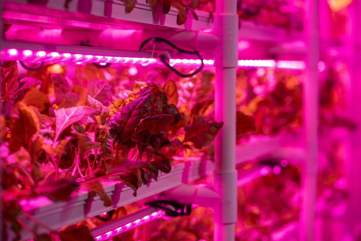 The Future of Food