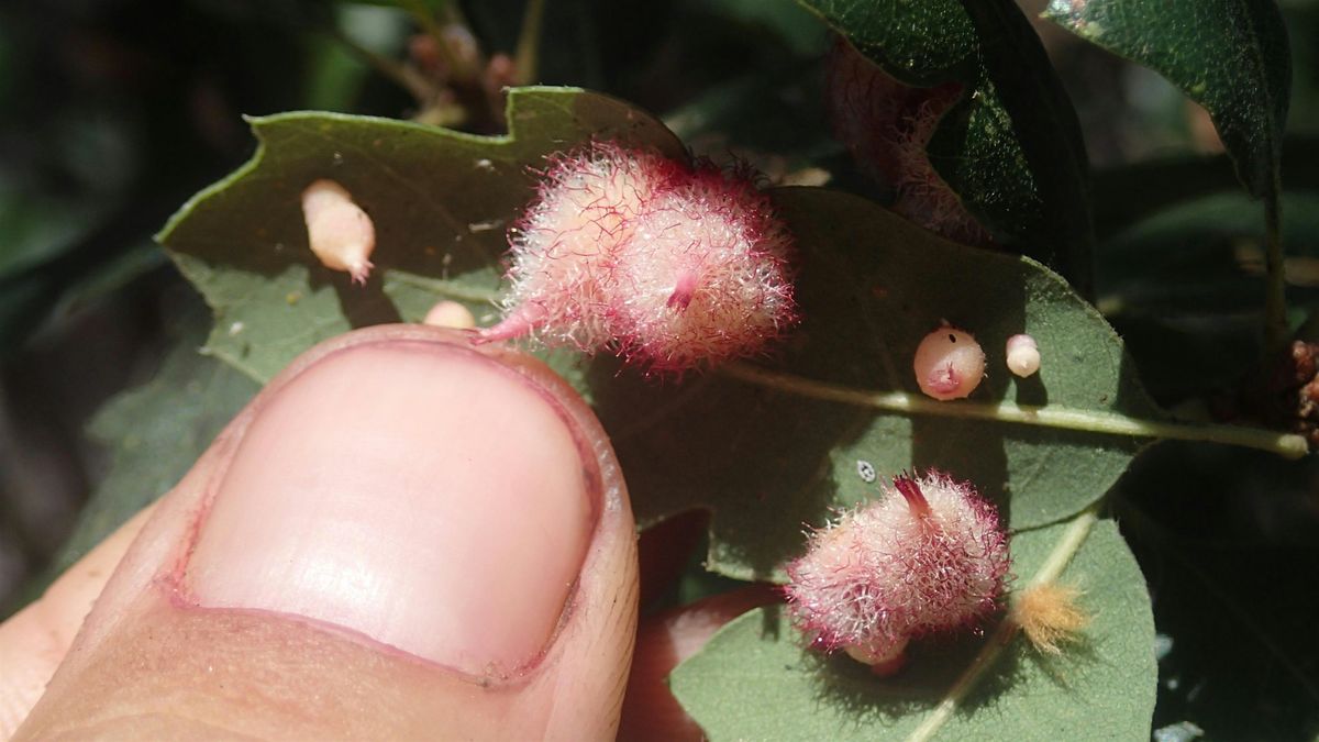 All the Galls Around Y'Alls @ Irvine Regional Park