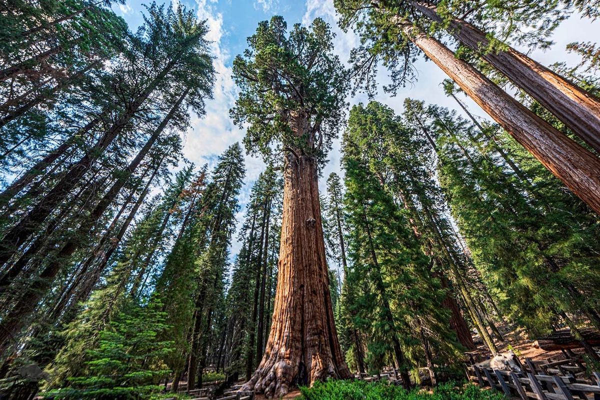 Tall Tall Trees