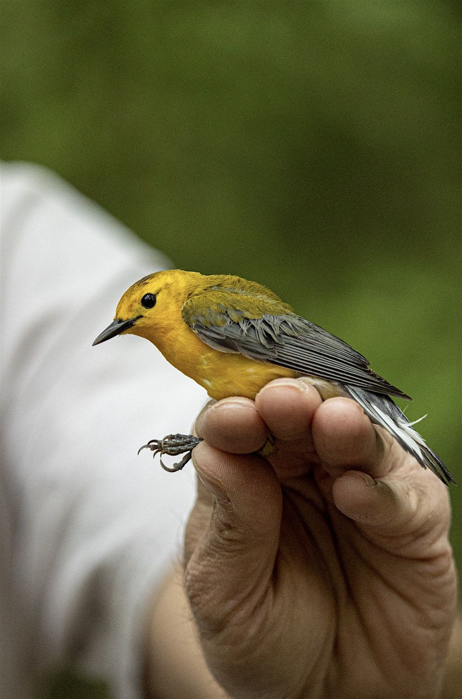 Bird Banding with Dr. Aborn