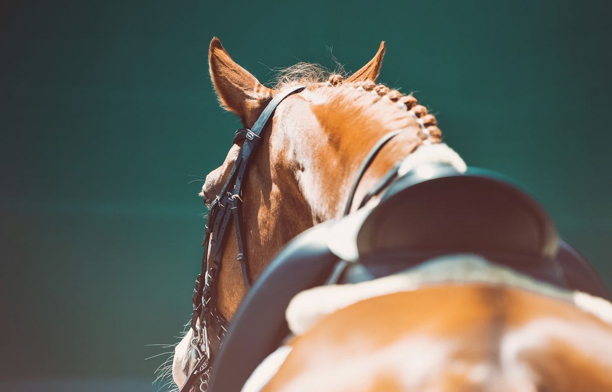 Valentines Charity Horse Show