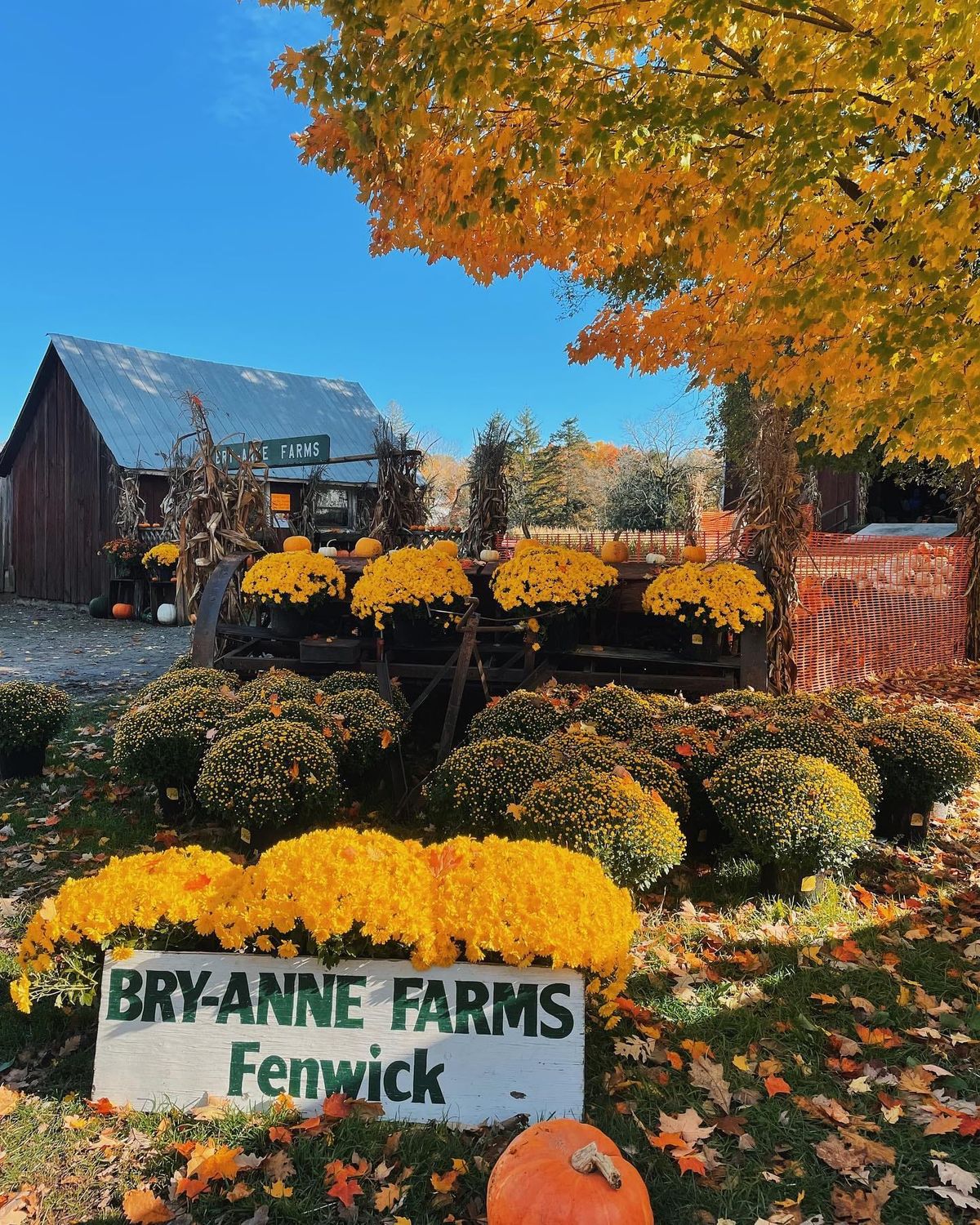 Pumpkin Patch Trip 