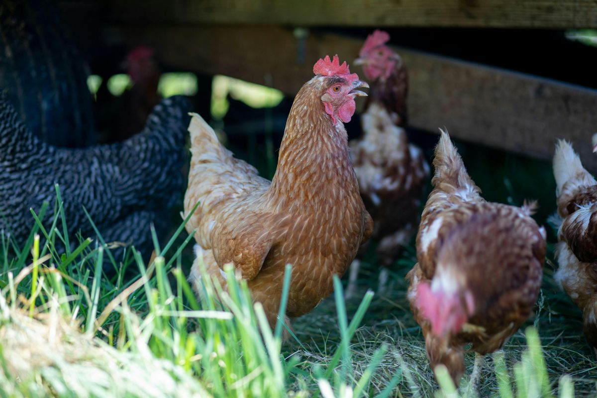 Backyard Flocks: Chicken Keeping 101