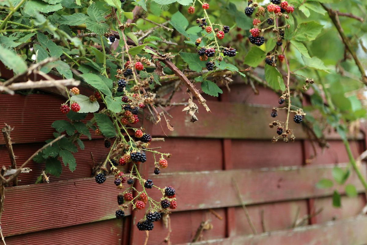 Controlling Common Invasive Plants at Division