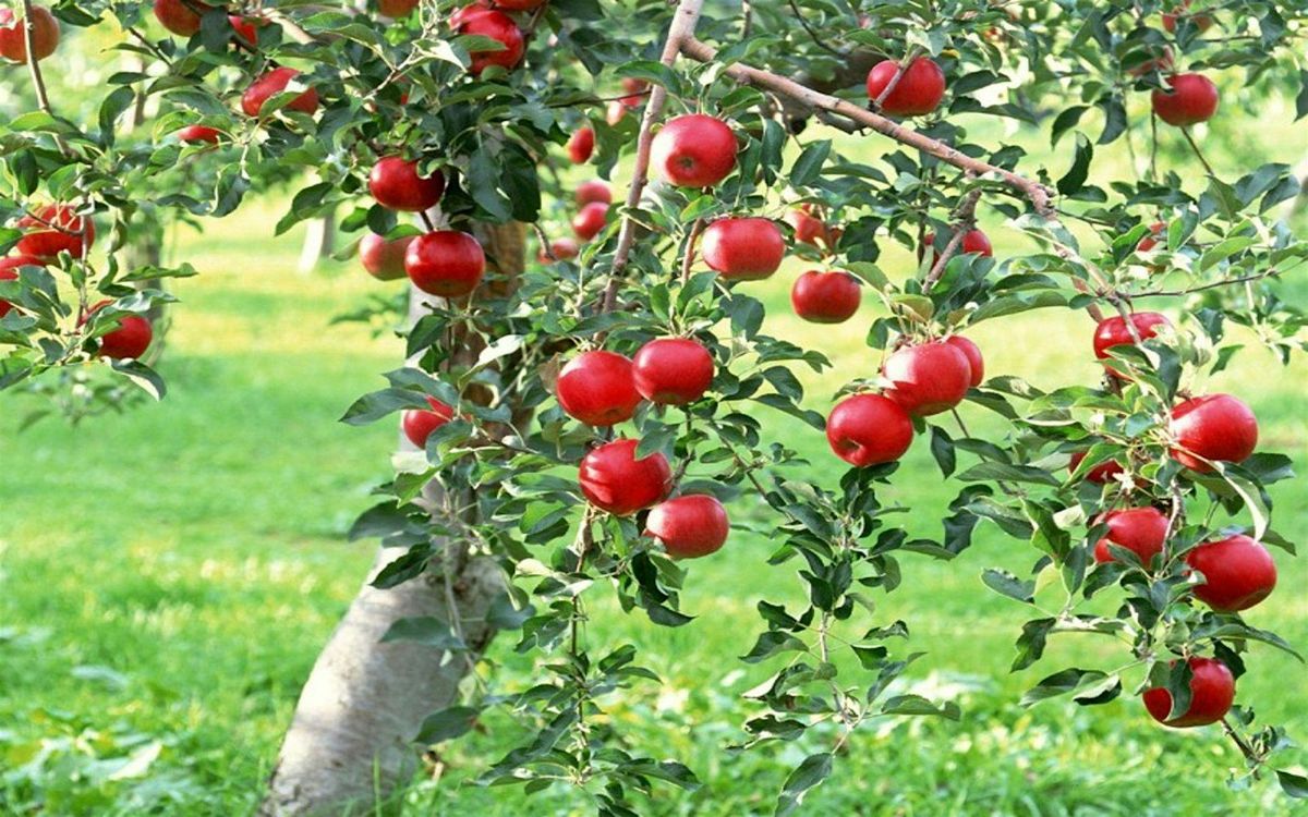 Fruit Tree Pruning Workshop