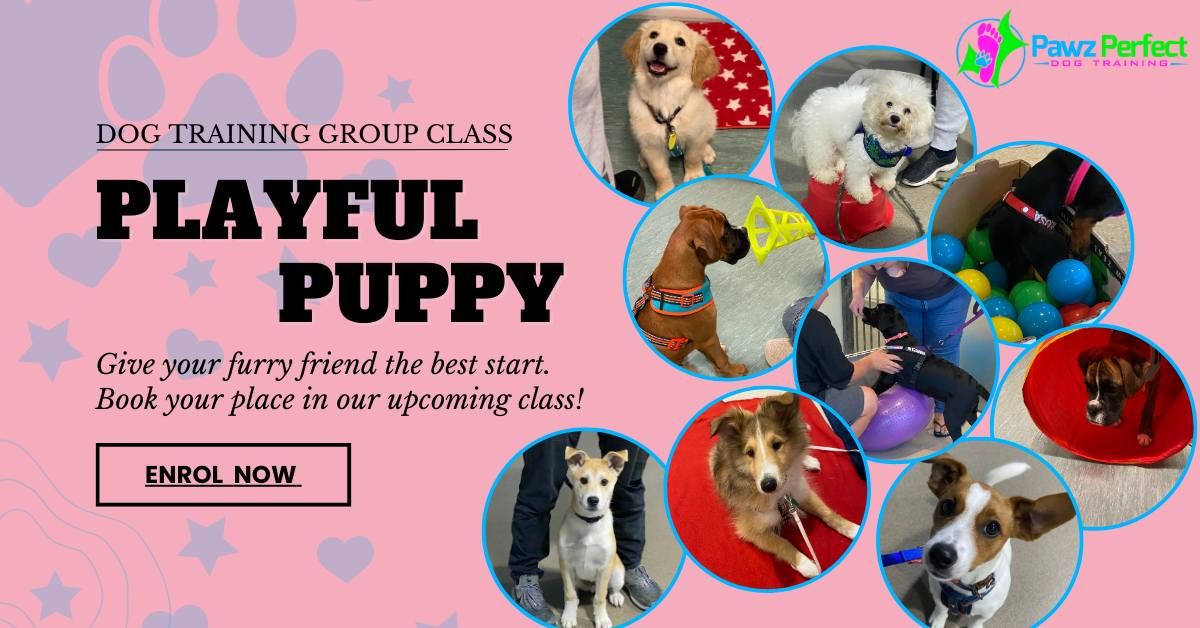 Playful Puppy class - Wairau