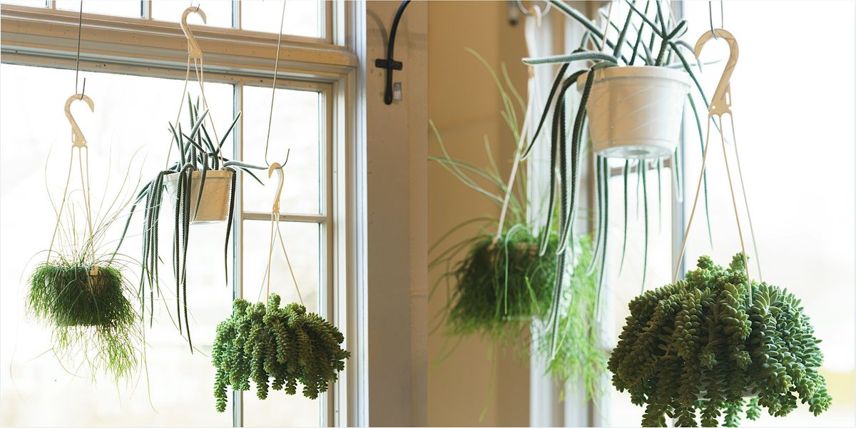 Houseplants and Lighting: How to Achieve a Perfect Match with Sara