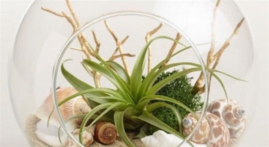 Zen Terrarium Workshop