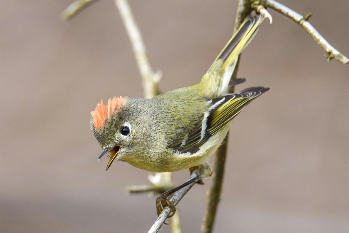 Thanksgiving Mindful Birding