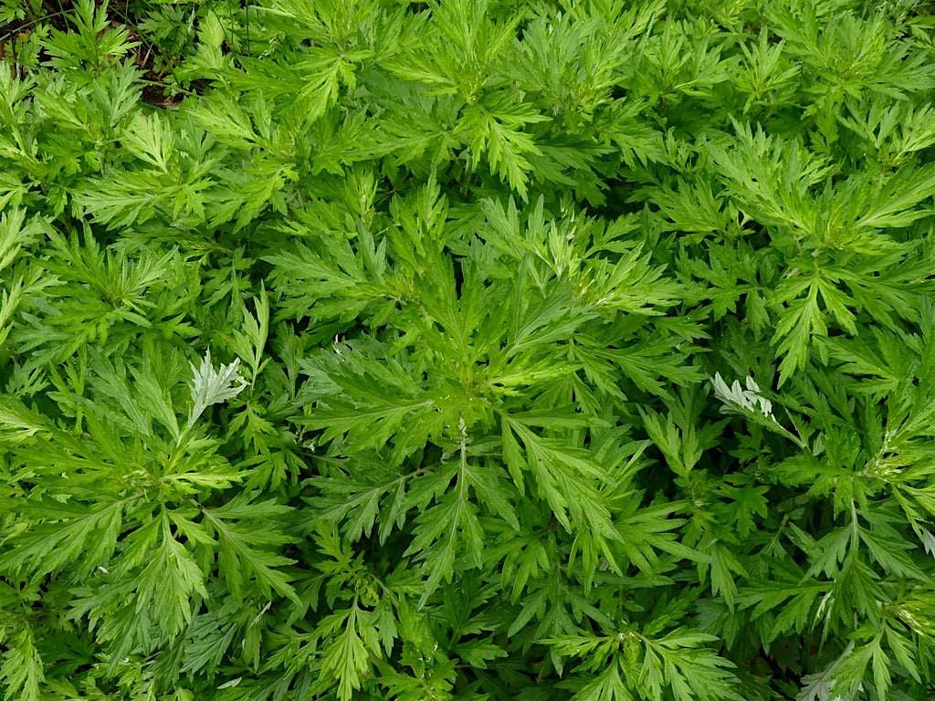 Mugwort Plant Immersion Meditation