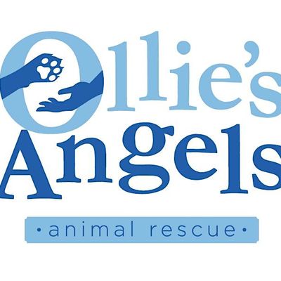 Ollie's Angels Animal Rescue