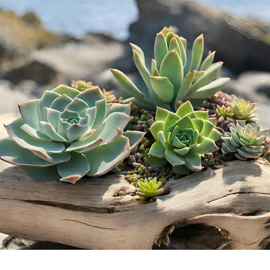 Succulents on Driftwood Workshop