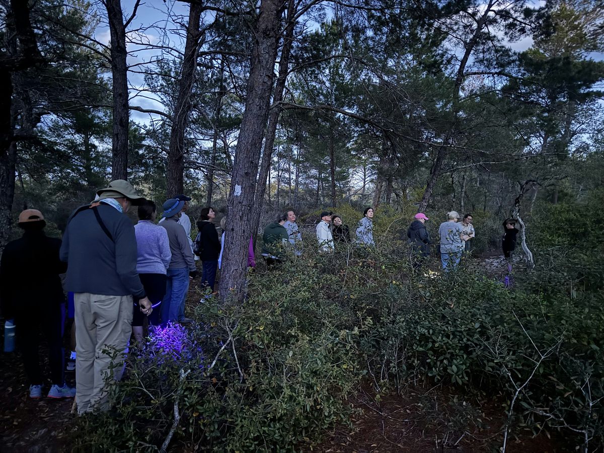 Nature After Dark: A Guided Night Hike