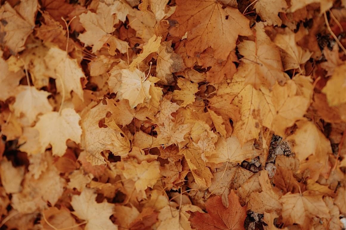 Creative Workshops: Exploring Life with Meningioma