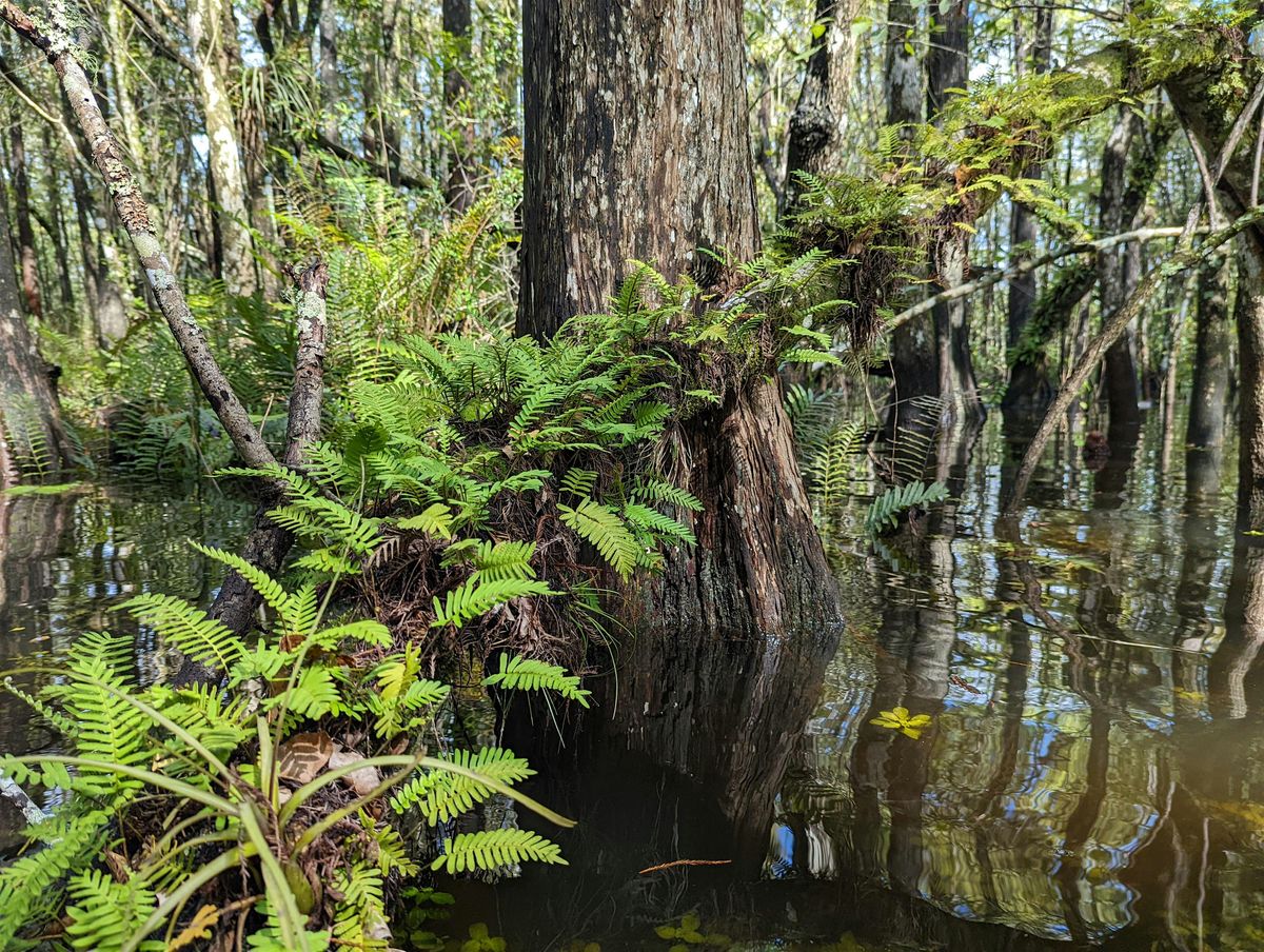 Meditation Wet Walks 2025
