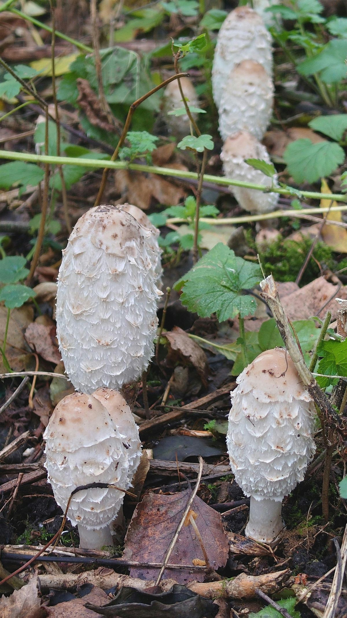 Guided Walks with Mid-Yorkshire Fungus Group (Yorkshire Fungi Fest 2025)