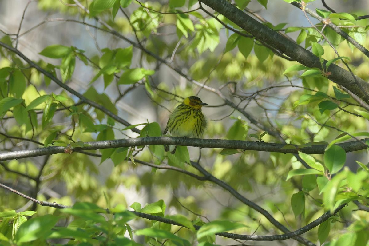 Fall Birding Hike at the Arboretum